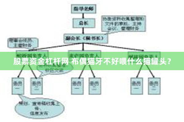 股票资金杠杆网 布偶猫牙不好喂什么猫罐头？